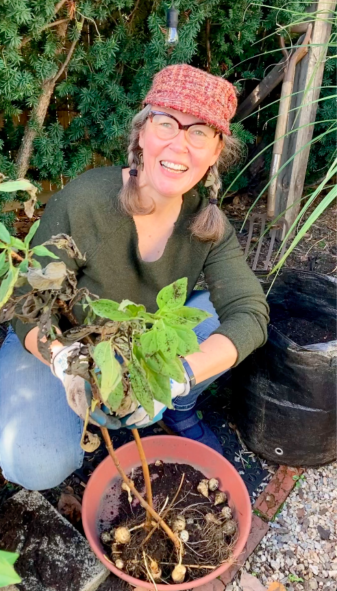 Woman, smiling, wearing cap, holding an uprooted sunchoke plant she's harvesting for sunchokes